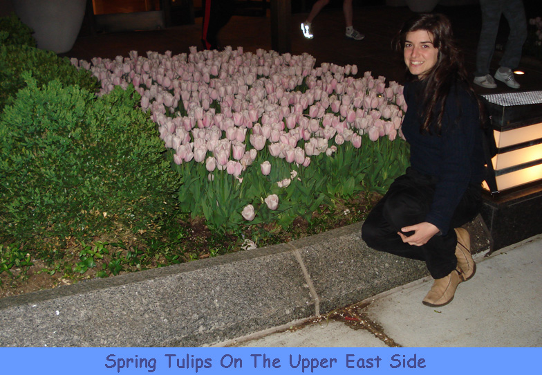 Spring Upper East Side Tulips